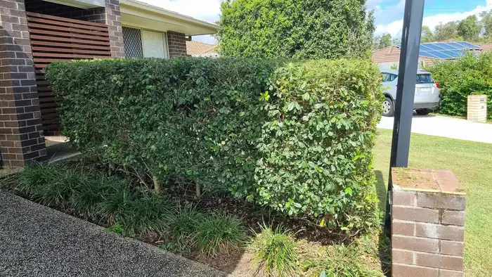 Hedging service in Brisbane offered by OnTime Landscape & Tree Maintenance