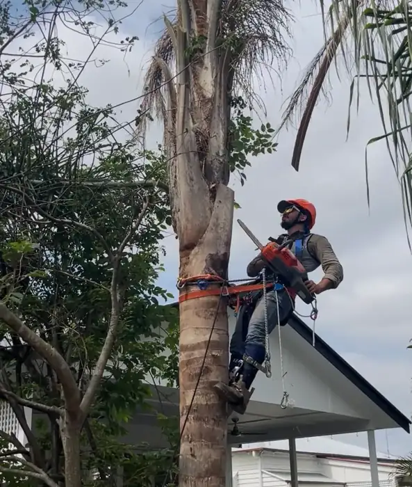 Tree removal service in Brisbane offered by OnTime Landscape & Tree Maintenance